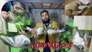 Ek Or Vip Jora Laga Diya 😊