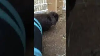 Brownie has a crush!!
