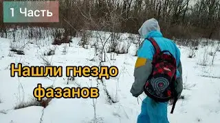 ПРИКЛЮЧЕНИЯ В ЛЕСУ )) В ПОИСКЕ  ФАЗАНА )) НАШЛИ ТРУБЫ СРЕДИ ЛЕСА )