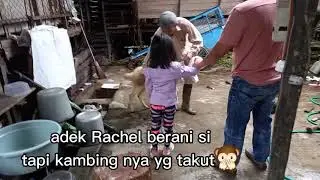 Rachel potong kambing aqiqah