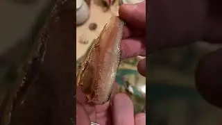 💡 Quick Sprat Cleaning Method. Two Forks and a Sprat! #cooking #food