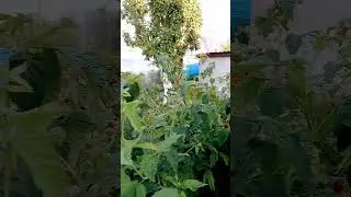 малинка меня благодарит.