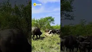 Buffalo VS Tiger Part-2