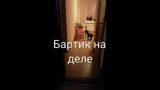 Собака дома