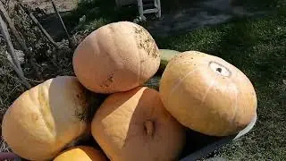 Осенний урожай !