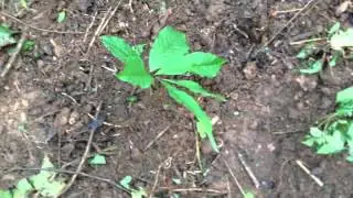Transplanting wild pawpaw trees in Tennessee (2015 edition)
