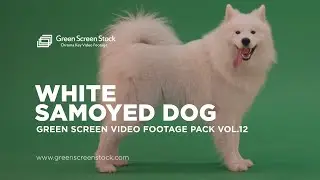 White Samoyed Dog – Green Screen Video Footage Pack 