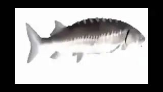 Лосось крутится под музыку