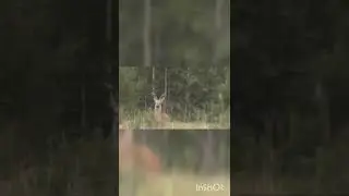 Самец Сибирской косули. Время гона.