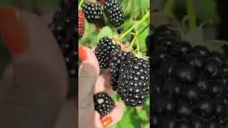 Ежевика, ранний сорт Натчез#shorts