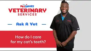 Tips For Cleaning Cat Teeth | PetSmart Veterinary Services