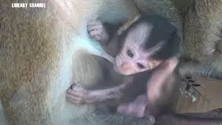 cute baby monkey and her mom - LIBRARY Channel 0037