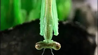 A Small Carolina Mantis Molting, Video 1/2