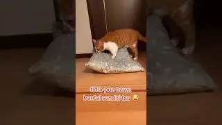 kucingnya bikin ngakak  #cat #memeviral #prankvideo #lucu #fun #shorts #rukuntawa #kocak #ketawa