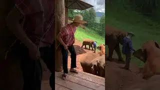 Cute Elephant | Thailand 