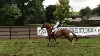 Riverfield Pacino- 4 year old Young Event Horse Series 2017