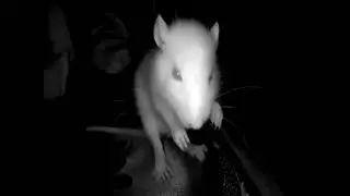 Zoom in of my rattie grooming