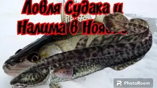 Ловля Судака и Налима в Ноябре