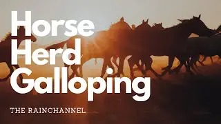 Horse Herd Galloping 🐴 - 10 hours of galloping wild horses