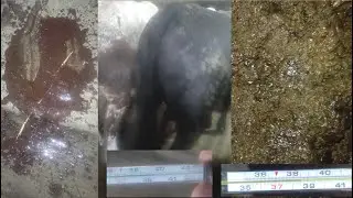 ВЫЛЕЧИЛ ПОНОС С КРОВЬЮ У БЫКА НА ОТКОРМЕ