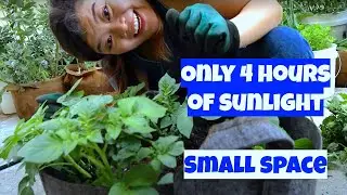 Container gardening vlog 🌱 growing tomatoes in the fog + dealing with pests | San Francisco gardener
