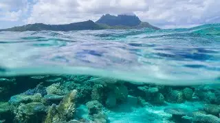 Corals & Reefs - Kool&Klean