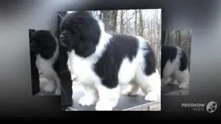 Landseer Dog breed