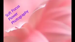 How to Create Artistic, Dreamy, Soft Focus Flower Photography