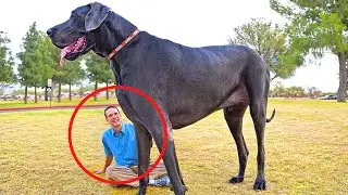 8 Perros Más Grandes Del Mundo