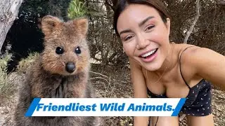 Top 10 Friendliest Wild Animals