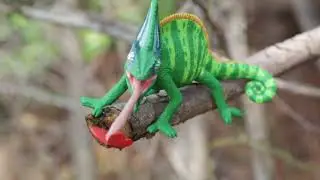 Safari Ltd. | Veiled Chameleon