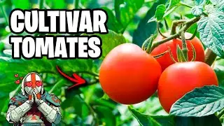 Cultivar TOMATES!! 🍅 Ojalá hubiera conocido Antes este Método | La Huerta de Ivan