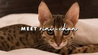 meet rini-chan