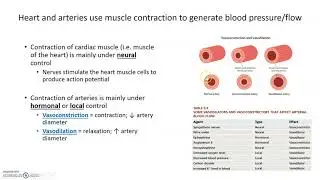 How the Heart and Arteries Control Blood Pressure and Flow