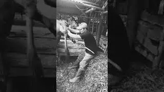 真·扯犊子