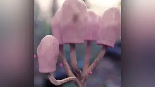 SHROOMZ