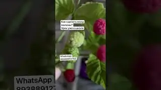 Малина из #холодныйфарфор