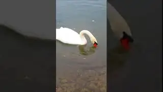 Белый Лебедь на пруду