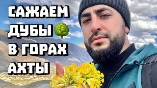 Посадили саженцы дуба в горах Ахты