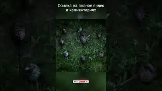 ШИШЕЧКИ || Bramble: The Mountain King