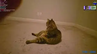 Mizkif catches Chompy sitting alone in Simply's old room