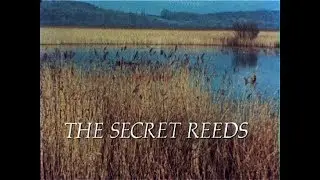 The Secret Reeds