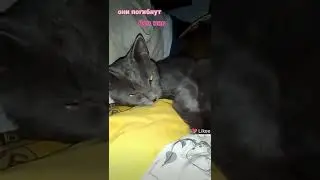 Домашний приют Пушистая Банда 🐕 Нуждаемся в вашей помощи 🙏🙏 нехватка кормов и лекарств, Пожалуйста 🙏