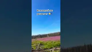 #берегитеприроду #урал #лето2024 #животные #природа #путешествия #жизньвдеревне #music #beats
