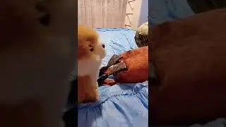 глупий шпиц 12 серия