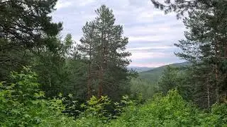 Forest. Belokuriha. Altai