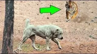 ALABAİ ile KAPLAN KARŞILAŞMASI ►► Alabai ve Kaplan Oyun Oynuyor | Alabai Dog Playing with Tiger