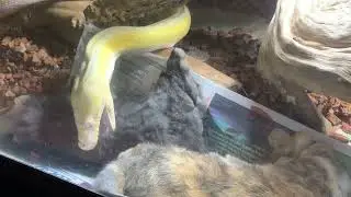 Reticulated Python demonstrating the gentle nibble of death.