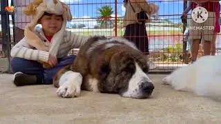 Hewan di Kebun Binatang :Anjing, kuda, burung unta, dan domba-damba