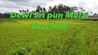 Mengintip Pesona Pemandangan Sawah Desa Demulih Bangli